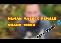 Link Human Male x Shark Family By Paloma